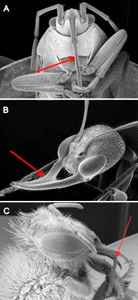 Insect Proboscuis Examples