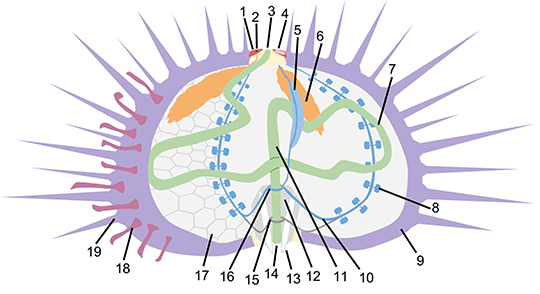 Sea Urchin Anatomy