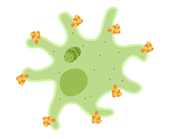 An antigen-presenting cell showing part of the spike protein from SARS-CoV-2