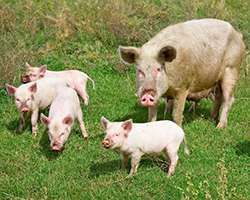 A mama pig and several baby pigs in the Altai mountains