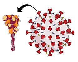 The spike protein from the SARS-CoV-2 virus