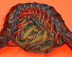 Centipede parental care