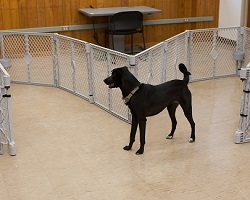 A dog running through a maze