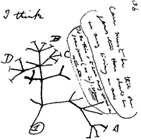 Darwin's I think drawing