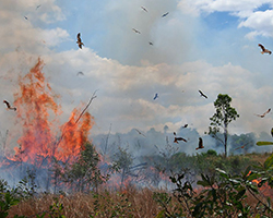 Two different types of hawks flying around a wildfire, looking for fleeing animals to catch.