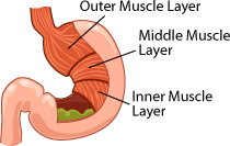 human stomach