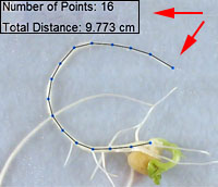 Seed & Plant Measuring Tool