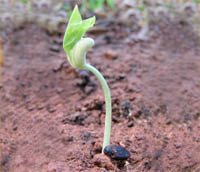 Plant sprouting