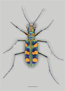 <em>Calochroa octonotata</em> - Giant Riverine Tiger Beetle