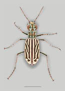 <em>Chaetodera albina</em> - White Sand Tiger Beetle