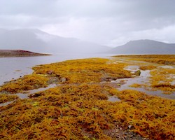 Intertidal zone