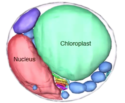 Plant cell parts to scale