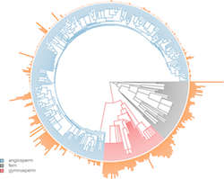 Spermatophyte evolutionary tree