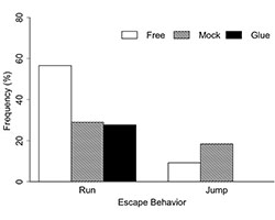 Trap jaw ant behavior graph