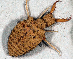 Antlion