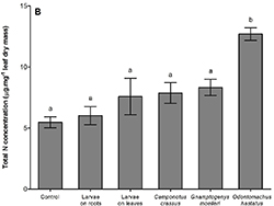 N isotopes in leaves