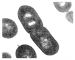 An image of a bacterial cell dividing into two cells.