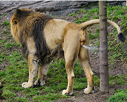 An Asiatic lion spraying urine to mark its territory