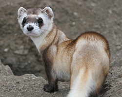 Black-footed ferret