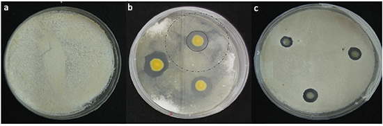 Growing bat bacteria on plates with the fungus that causes white-nose syndrome