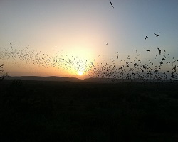 bats flying at night