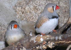 Zebra finches