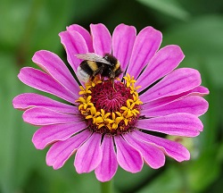 Bee on flower