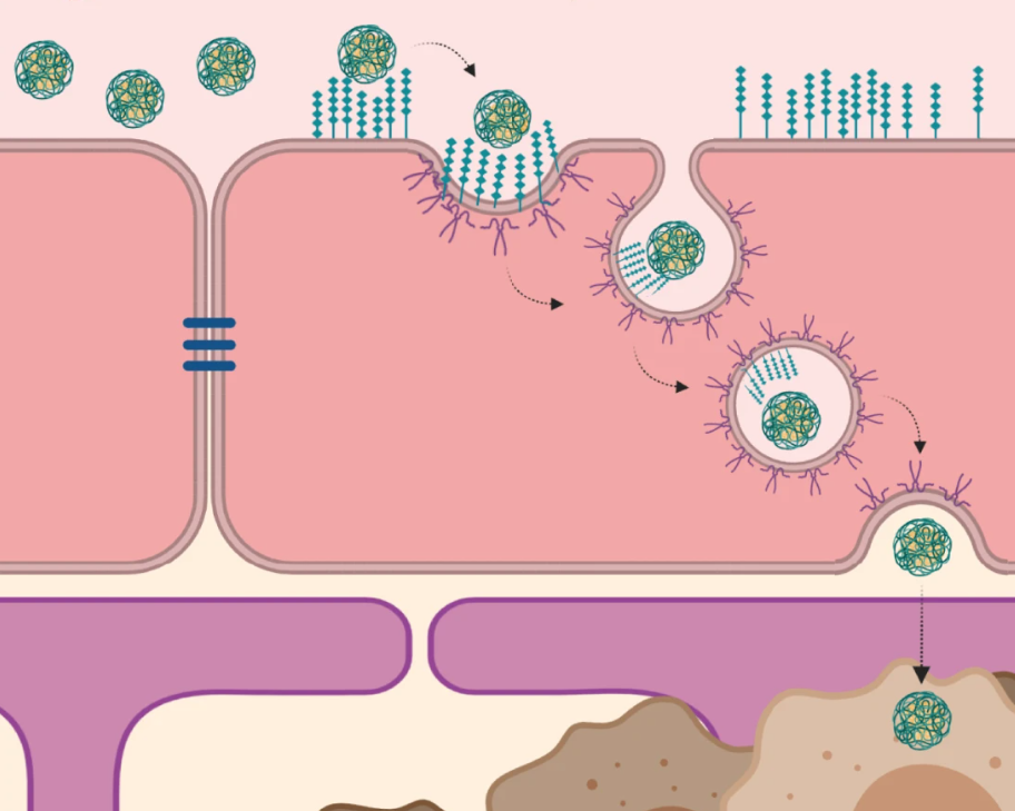 An illustration that shows how the nanoparticles are taken into the cells that form the blood-brain barrier