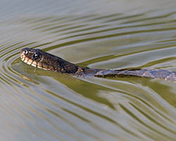 Nerodia watersnake