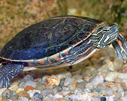 Painted turtle