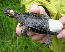 Turtle with transmitter