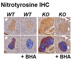 Effects of antioxidants on rat tissue