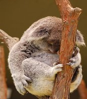 koala sleeping