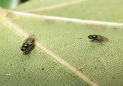 The fly on the right is like a brummer fly – it’s kind of fat. But the fly on the left is a lot skinnier, so it's more like a lipid storage droplet 2 fly. 