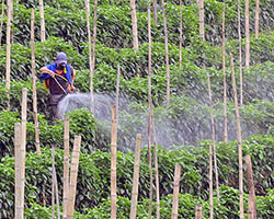 Farmer spraying pesticides