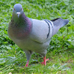 Rock Pigeon