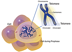 Telomere