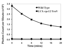 Photon count graph for glowing plants