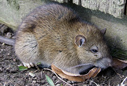 Brown rat