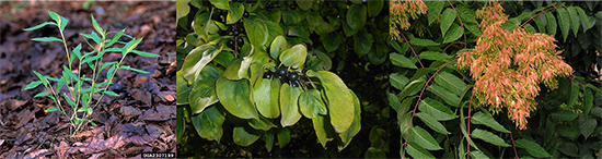 Three introduced plant species: japanese stiltgrass, Dahurian Buckthorn, and the tree of heaven