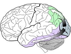 Brain pathways