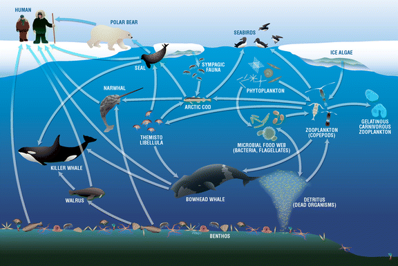 Canadian arctic food web