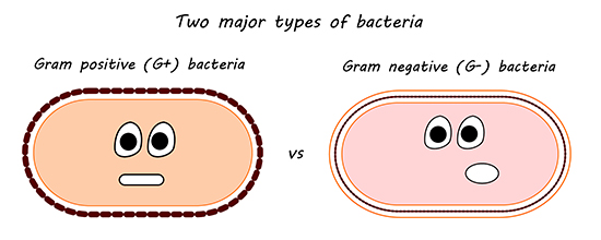 Gram positive and gram negative bacteria