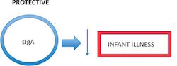 Diagram of infant immune response 