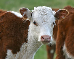 Cow calf