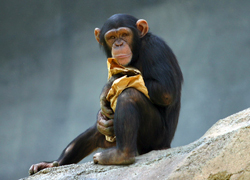 Chimpanzee