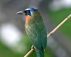 Blue-crowned motmot