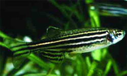 zebrafish