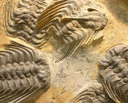 trilobite fossils