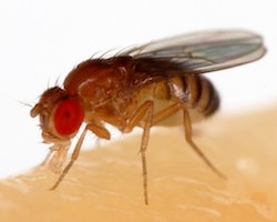 A fruit fly, Drosophila melanogaster